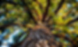 Grand arbre