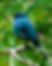 iseau bleu.jpg