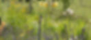fleurs-bd.jpg