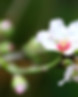 Fleur 