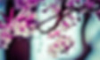 Fleurs Amandier