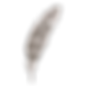 plume 4