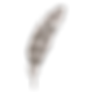 plume 4